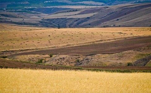 ۱۵ هزار کشاورز مازندران در طرح جهش تولید دیمزارها فعال هستند - خبرگزاری امروزیا | اخبار ایران و جهان