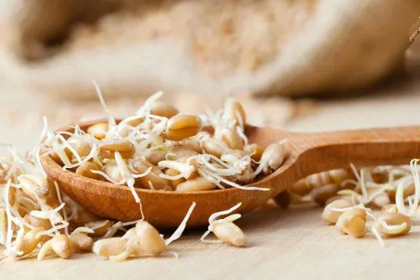 &nbsp;آیا می توان با استفاده از پودر جوانه گندم علائم یائسگی را کاهش داد؟