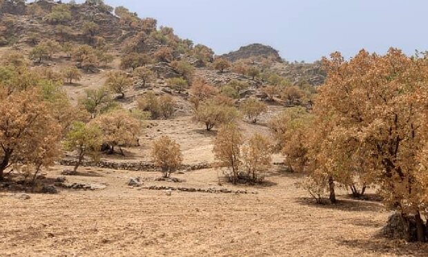 پروانه برگ خوار ۴۱ هزار هکتار از جنگل های لرستان را آلوده کرد - خبرگزاری امروزیا | اخبار ایران و جهان