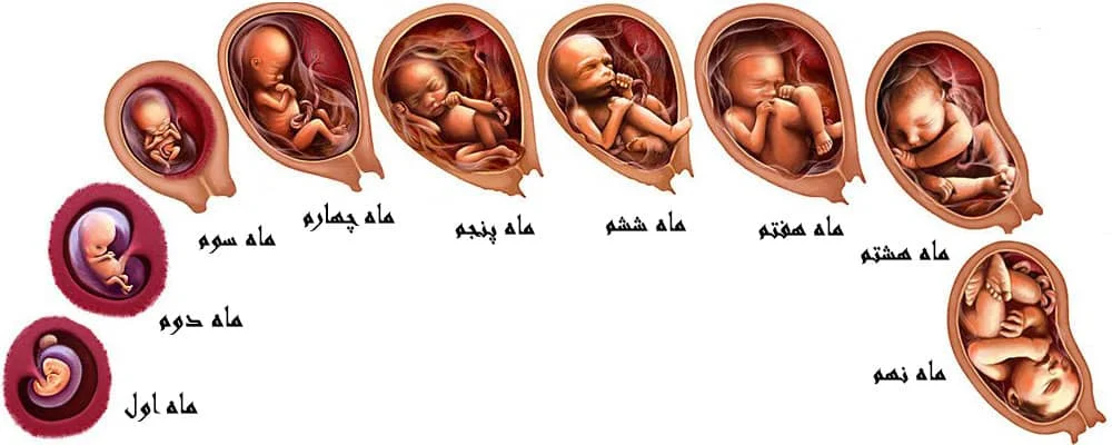 جدول ماه های بارداری بر اساس هفته + تقویم بارداری