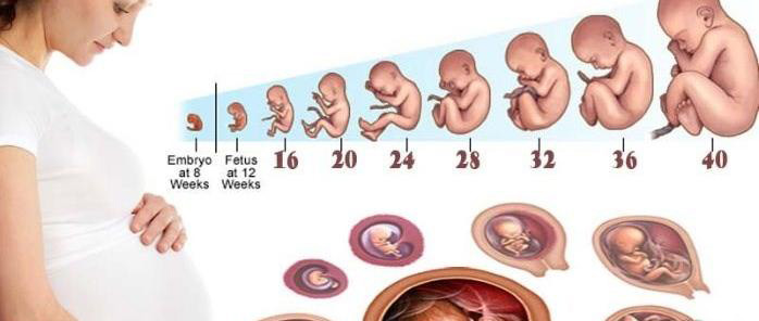 جدول ماه های بارداری بر اساس هفته + تقویم بارداری
