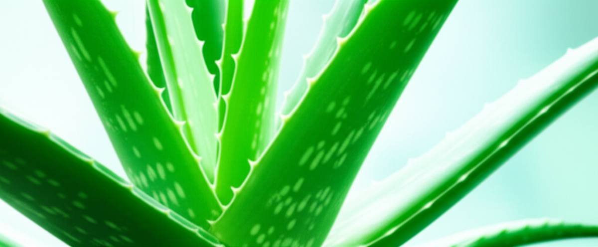 خواص درمانی آلوئه ورا | راهنمای کامل، علمی و کاربردی